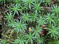 Polytrichum commune