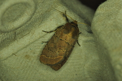 Orthodes cynica