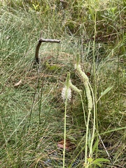 Sanguisorba canadensis