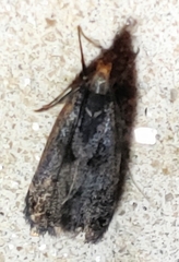 Dichomeris juncidella