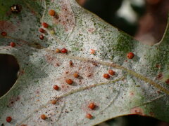 Neuroterus saltatorius