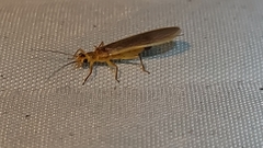 Perlesta