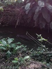 Lontra longicaudis