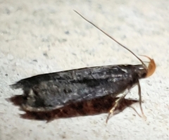 Dichomeris juncidella