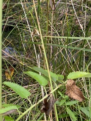 Sanguisorba canadensis