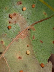 Neuroterus saltatorius