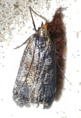 Dichomeris juncidella