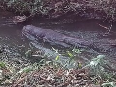 Lontra longicaudis