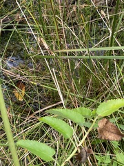 Sanguisorba canadensis