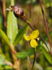 Xyris montana