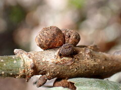 Disholcaspis eldoradensis