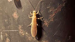 Perlesta