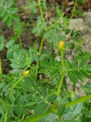 Kallstroemia parviflora