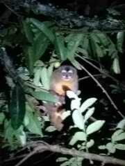 Aotus lemurinus