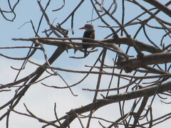 Halcyon leucocephala
