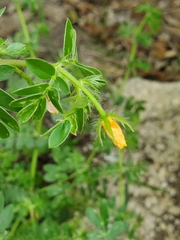 Kallstroemia parviflora