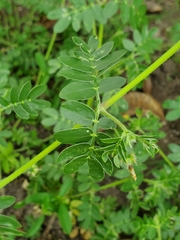 Kallstroemia parviflora