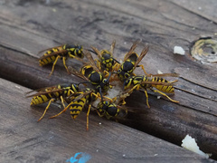 Vespula sulphurea