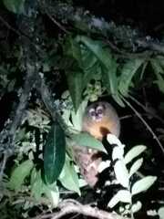 Aotus lemurinus