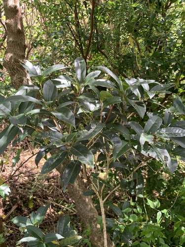 Osmanthus insularis iNat (1)