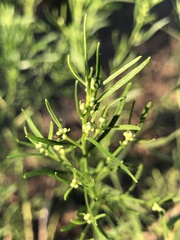 Baccharis neglecta