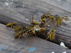 Vespula sulphurea
