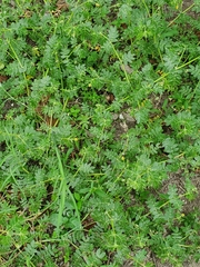 Kallstroemia parviflora