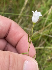 Campanula aparinoides