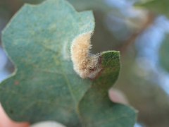 Aceria trichophila