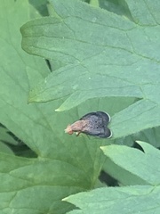 Eutreta noveboracensis