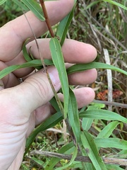 Solidago odora