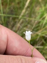 Campanula aparinoides