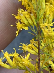 Solidago odora