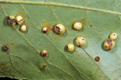 Caryomyia tuberculata