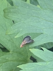 Eutreta noveboracensis