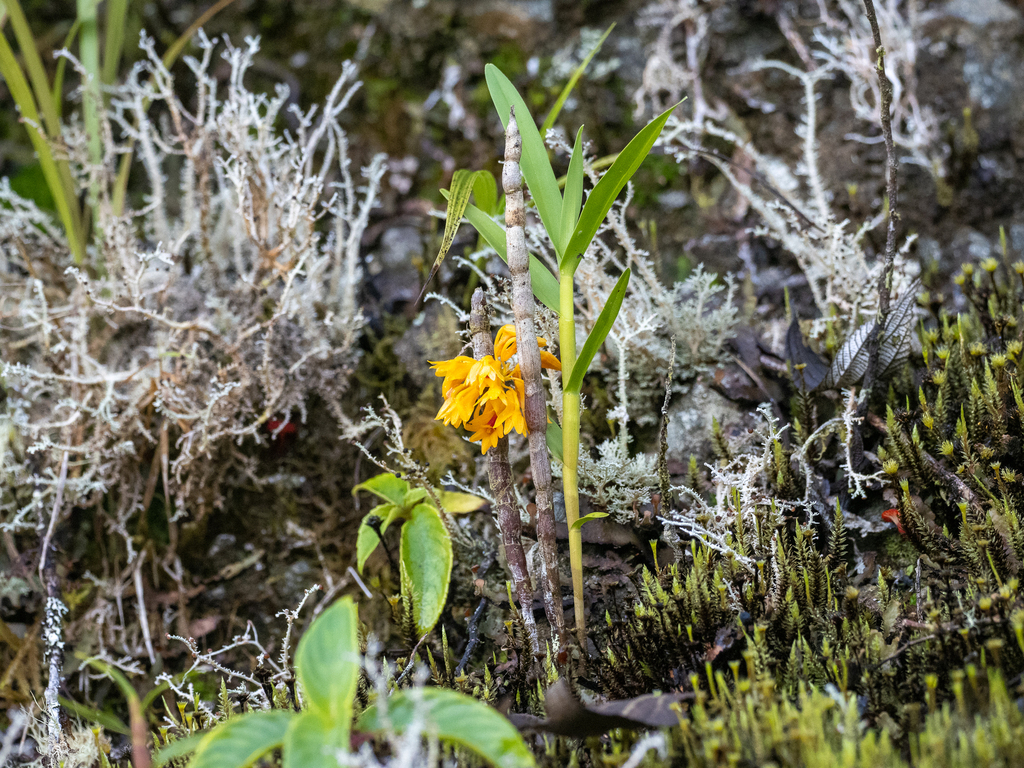 Dendrobium tiongii