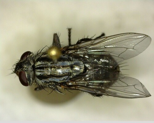 iNaturalist observation photo of Flesh Flies and Satellite Flies