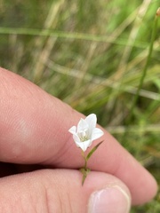 Campanula aparinoides