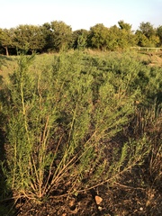 Baccharis neglecta