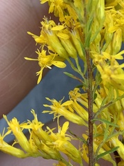 Solidago odora