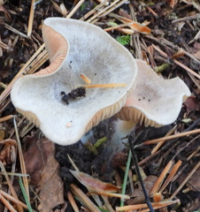 Collybiopsis peronata