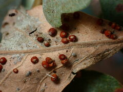 Neuroterus saltatorius