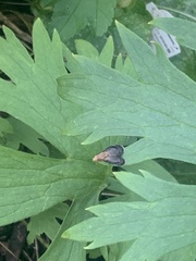 Eutreta noveboracensis