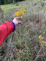 Solidago odora