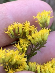 Solidago odora
