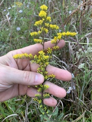 Solidago odora