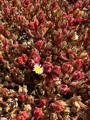 Mesembryanthemum crystallinum