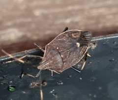 Poecilometis strigatus