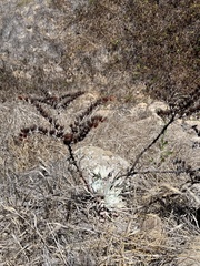 Dudleya greenei
