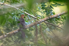 Macropygia tenuirostris